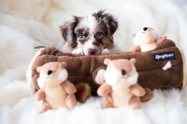 ZippyPaws Burrow- Interactive Dog & Puppy Toys for Boredom, Stimulating Pet Products to Keep them Busy, Hide & Seek Plush Dog Puzzles, Squeaky Toy for Enrichment, For Small & Medium Dogs- Chipmunk Log
