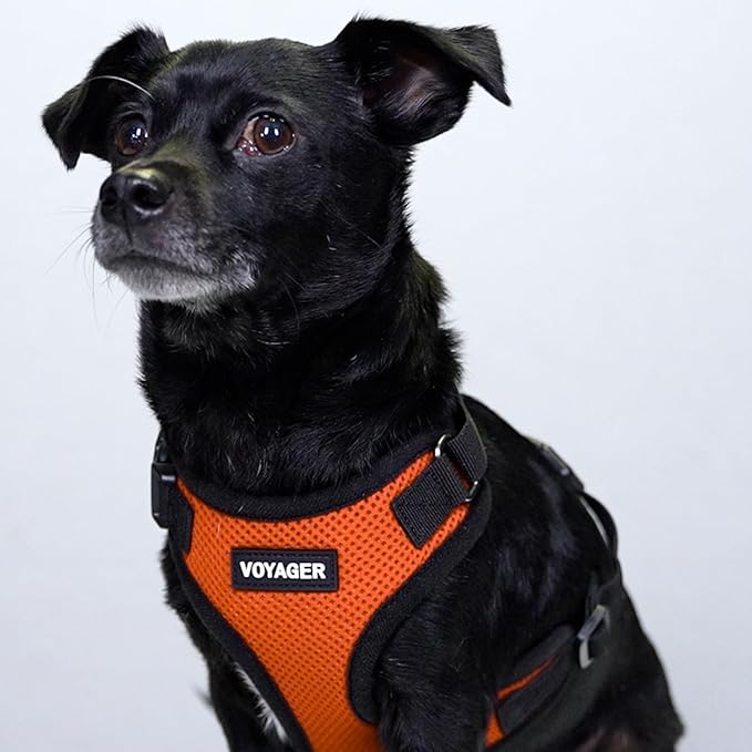 Voyager Step-in Pet Harness - All Weather Mesh, Adjustable Step in Harness for Cats and Dogs by Best Pet Supplies - Orange/Black Trim, XS