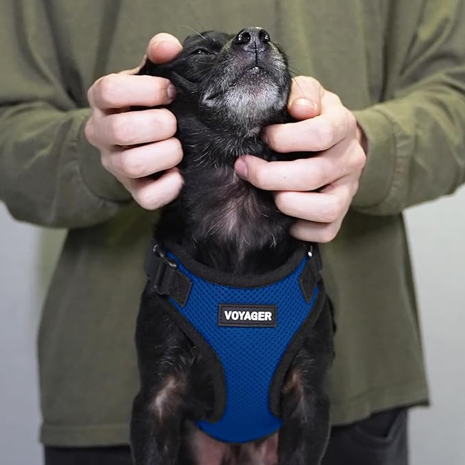 Voyager Step-in Pet Harness - All Weather Mesh, Adjustable Step in Harness for Cats and Dogs by Best Pet Supplies - Royal Blue/Black Trim, XL
