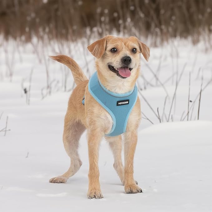 Best Pet Supplies Voyager Aerolite No Pull Mesh Dog Harness, Reflective Stitching, Breathable Harness, Adjustable for Walking, Training, Running, Heavy Duty and Durable, Baby Blue, XL