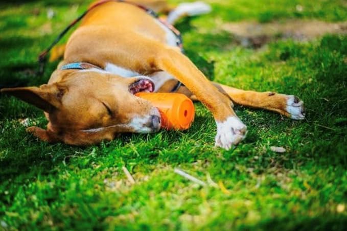 SodaPup Soda Can – Durable Dog Treat Dispenser & Chew Toy Made in USA from Non-Toxic, Pet Safe, Food Safe Natural Rubber Material for Mental Stimulation, Problem Chewing, Calming Nerves, & More