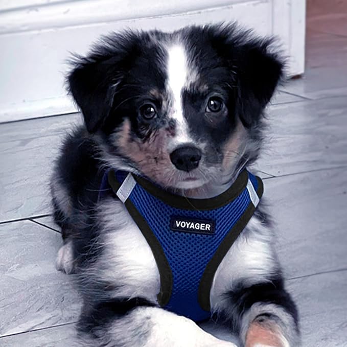 Best Pet Supplies Voyager Step-in Air Harness - All Weather Mesh, Reflective, No Pull Harness for Dogs, Cats - Secure with Hook & Loop Fastener, Buckle, Double D-Rings - Royal Blue/Black Trim, L