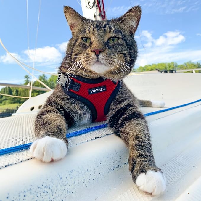 Voyager Step-in Lock Adjustable Cat Harness w. Cat Leash Combo Set with Neoprene Handle 5ft - Supports Small, Medium and Large Breed Cats by Best Pet Supplies - Red/Black Trim, XXXS
