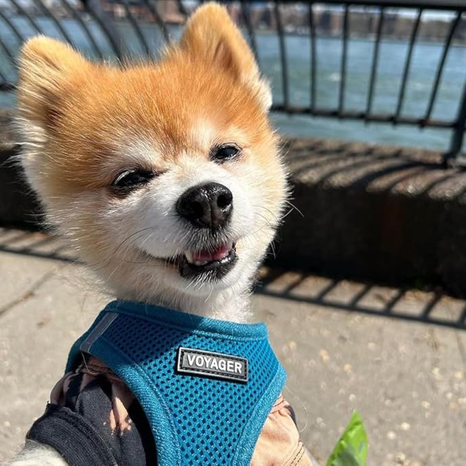 Best Pet Supplies Voyager Step-in Air Harness - All Weather Mesh, Reflective, No Pull Harness for Dogs, Cats - Secure with Hook & Loop Fastener, Buckle, Double D-Rings - Turquoise, XS