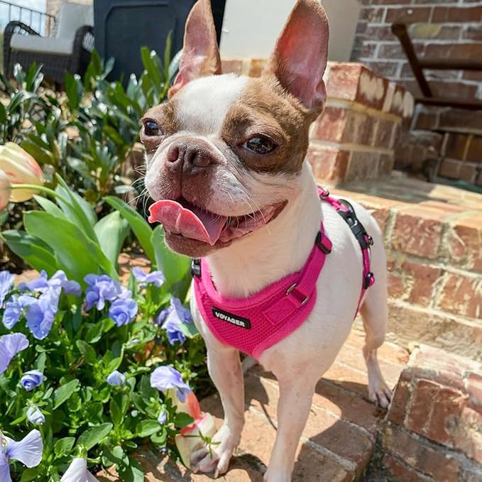 Voyager Step-in Pet Harness - All Weather Mesh, Adjustable Step in Harness for Cats and Dogs by Best Pet Supplies - Fuchsia, S