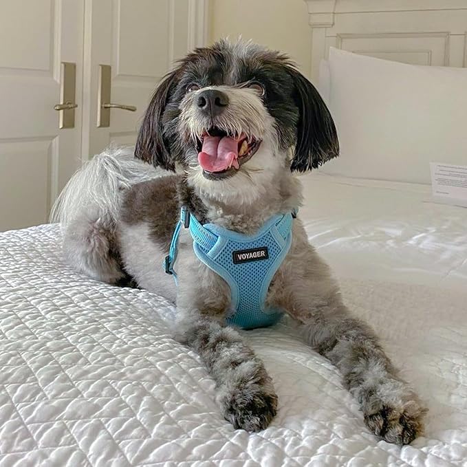 Best Pet Supplies Voyager Adjustable Dog Vest Harness Breathable No Pull Harness for Small, Medium, Large Dogs, Harness for Walking, Jogging, Easy Step-In, Reflective Stripes - Baby Blue, L