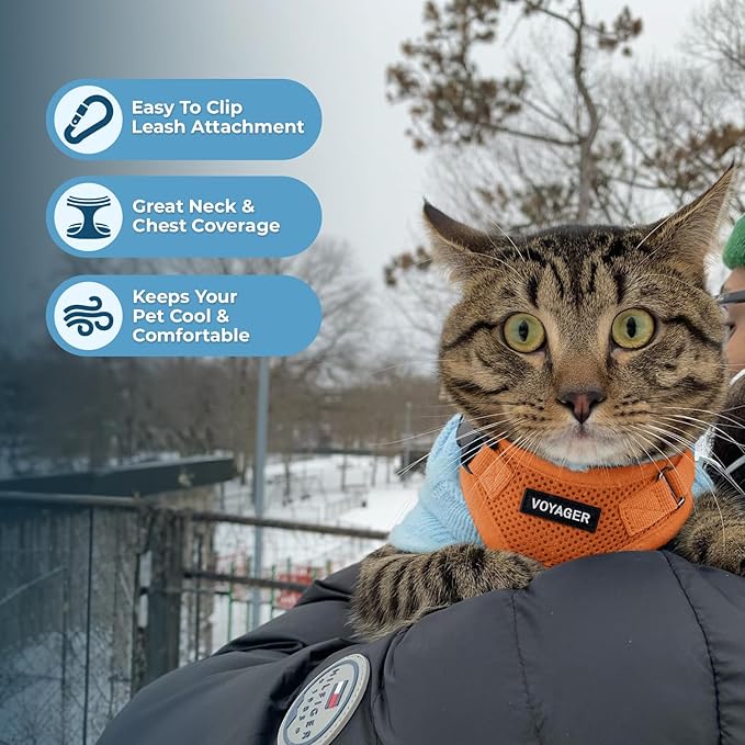 Voyager Step-in Lock Adjustable Cat Harness w. Cat Leash Combo Set with Neoprene Handle 5ft - Supports Small, Medium and Large Breed Cats by Best Pet Supplies - Orange, XXS