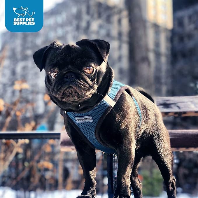 Best Pet Supplies Voyager Step-in Air Harness - All Weather Mesh, Reflective, No Pull Harness for Dogs, Cats - Secure with Hook & Loop Fastener, Buckle, Double D-Rings - Blue/Black Trim, XL