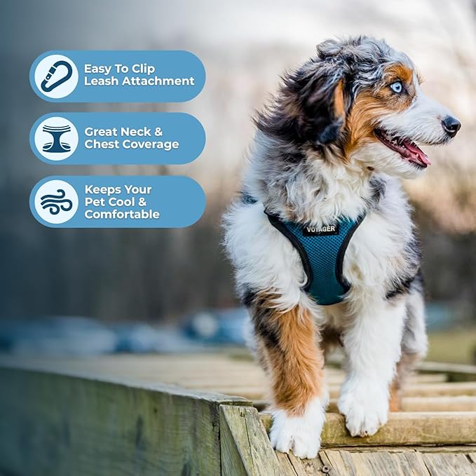 Voyager Step-in Pet Harness - All Weather Mesh, Adjustable Step in Harness for Cats and Dogs by Best Pet Supplies - Turquoise/Black Trim, XS