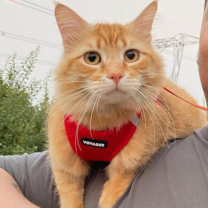 Best Pet Supplies Voyager Step-in Air Harness - All Weather Mesh, Reflective, No Pull Harness for Dogs, Cats - Secure with Hook & Loop Fastener, Buckle, Double D-Rings - Red, XXXS