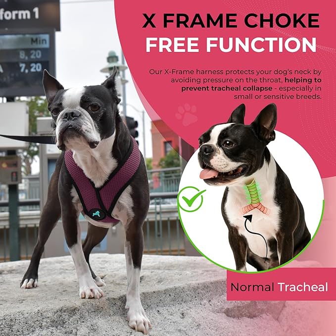 Gooby Comfort X Head In Harness - Purple, Medium - No Pull Small Dog Harness, Patented Choke-Free X Frame - Perfect on the Go Dog Harness for Medium Dogs No Pull, Small Dogs for Indoor and Outdoor Use