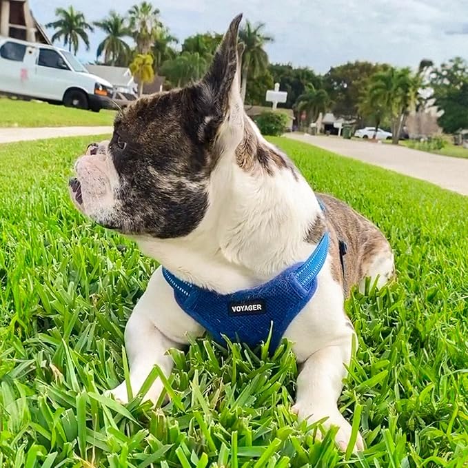 Best Pet Supplies Voyager Adjustable Dog Harness Leash Set with Reflective Stripes for Walking Heavy-Duty Full Body No Pull Vest with Leash D-Ring, Breathable All-Weather - Royal Blue, M
