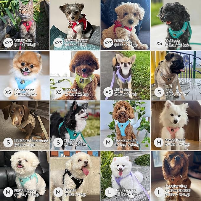 BELLA & PAL Step in Vest Harness for Small and Medium Dogs, No Pull Small Dog Harness with Leash Set, Comfortable Air Mesh Dog Vest Harness with Reflective Strip (Coral Pink, XS)