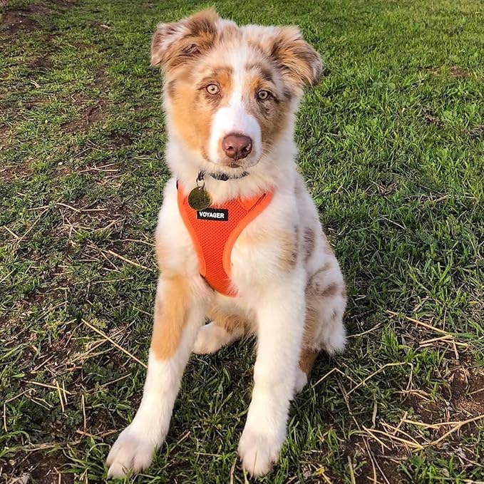 Best Pet Supplies Voyager Step-in Air Harness - All Weather Mesh, Reflective, No Pull Harness for Dogs, Cats - Secure with Hook & Loop Fastener, Buckle, Double D-Rings - Orange, S