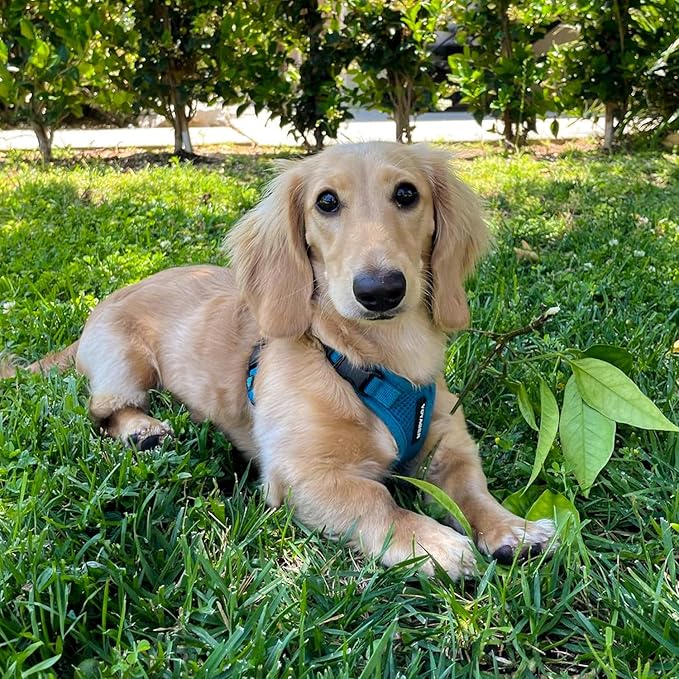 Voyager Step-in Pet Harness - All Weather Mesh, Adjustable Step in Harness for Cats and Dogs by Best Pet Supplies - Turquoise, M