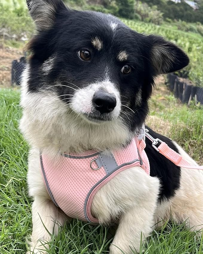 Dog Harness for Small Medium Sized Dog, Step in Puppy Harness and Leash Set Training Walking. (Peach, M)