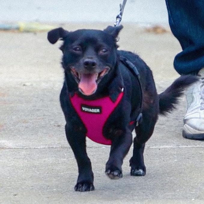 Voyager Step-in Pet Harness - All Weather Mesh, Adjustable Step in Harness for Cats and Dogs by Best Pet Supplies - Fuchsia/Black Trim, L