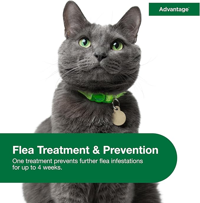 Advantage Topical Cat Flea Treatment and Prevention for Large Cats Over 9 lbs. | Apply Flea Drops Monthly | 2 Treatments