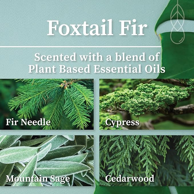 Hemlock Park Green Glass Wood Wick Candle Handcrafted with Natural Coconut Wax (Standard 8 oz, Foxtail Fir)