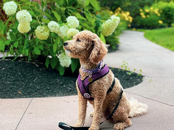 Gooby Comfort X Head In Harness - Purple, Medium - No Pull Small Dog Harness, Patented Choke-Free X Frame - Perfect on the Go Dog Harness for Medium Dogs No Pull, Small Dogs for Indoor and Outdoor Use