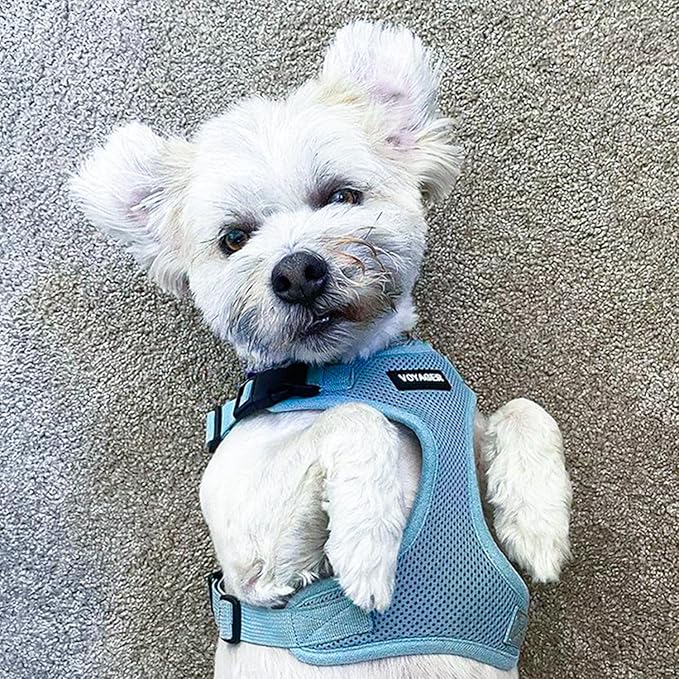 Voyager Step-in Pet Harness - All Weather Mesh, Adjustable Step in Harness for Cats and Dogs by Best Pet Supplies - Baby Blue, S