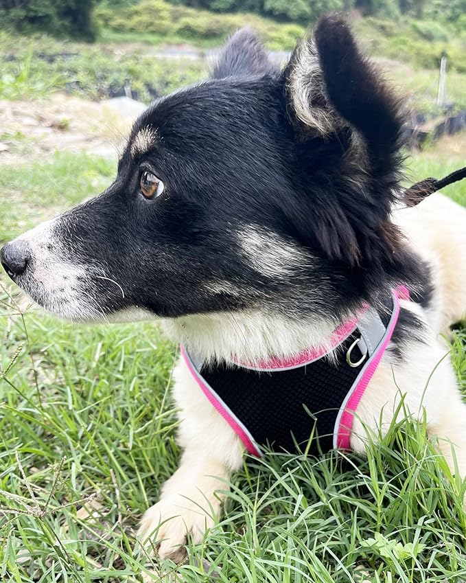 Dog Harness for Small Medium Sized Dog, Step in Puppy Harness and Leash Set Training Walking. (Black, XS)