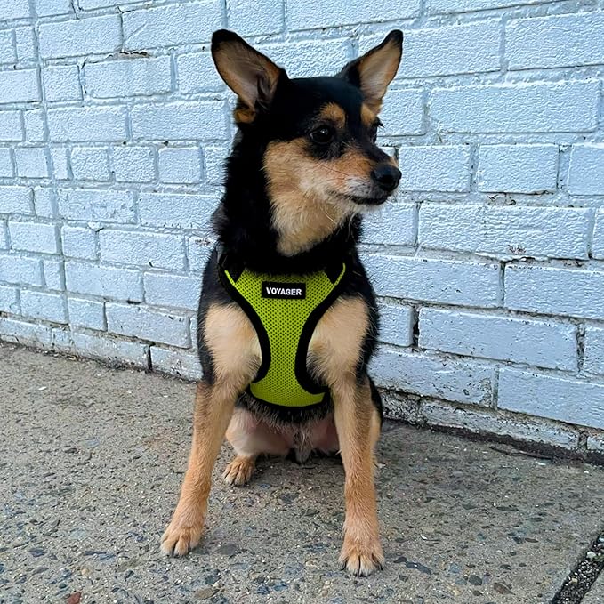 Voyager Step-in Pet Harness - All Weather Mesh, Adjustable Step in Harness for Cats and Dogs by Best Pet Supplies - Lime Green/Black Trim, L