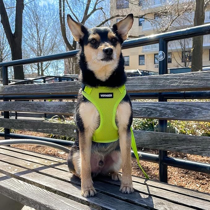 Voyager Step-in Pet Harness - All Weather Mesh, Adjustable Step in Harness for Cats and Dogs by Best Pet Supplies - Lime Green, L