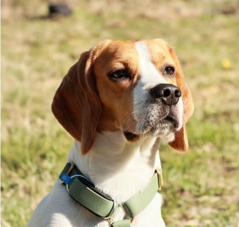 Minitailz - Health & GPS Tracker for Dogs #1 - Cardiac and Respiratory Scan - Real-time Location - Activity and Well-Being Analysis - Compact, Lightweight, and Easy to Install