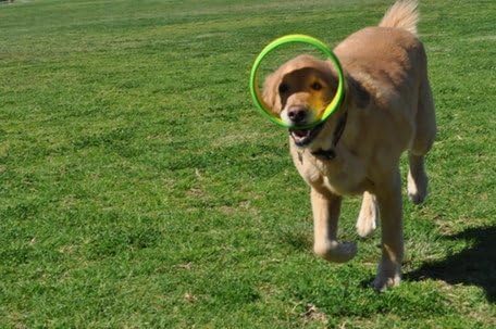 HurriK9 Flying Ring Launcher Dog Exerciser Starter Pack | Quickly Exercises Your Dog | Includes Launcher Starter Pack & 6 EVA Foam Rings