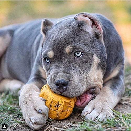 SodaPup Industrial Dog Gear – Durable Dog Treat Dispenser & Chew Toy Made in USA from Non-Toxic, Pet-Safe, Food Safe Natural Rubber for Mental Stimulation, Problem Chewing, Calming Nerves & More