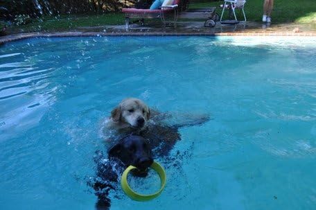 HurriK9 Flying Ring Launcher Dog Exerciser Starter Pack | Quickly Exercises Your Dog | Includes Launcher Starter Pack & 6 EVA Foam Rings