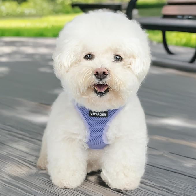 Best Pet Supplies Voyager Step-in Air Harness - All Weather Mesh, Reflective, No Pull Harness for Dogs, Cats - Secure with Hook & Loop Fastener, Buckle, Double D-Rings - Lavender, M