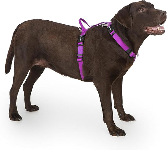 Non Restrictive Dog Harness Medium Size, Easy Walk Freedom No Pull, Keep Balance, Lightweight, Neck Buckle, 2 Clips for Back/Front Clip, Sewn-in Instructions Labels for Easy Use, Purple
