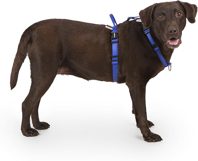 Non Restrictive Dog Harness, Easy Walk Freedom No Pull Harness, Keep Balance, Neck Buckle, 2 Leash Clips for Back/Front Clip, Sewn-in Instructions Labels for Easy Put On/Off (Blue, X-Large)