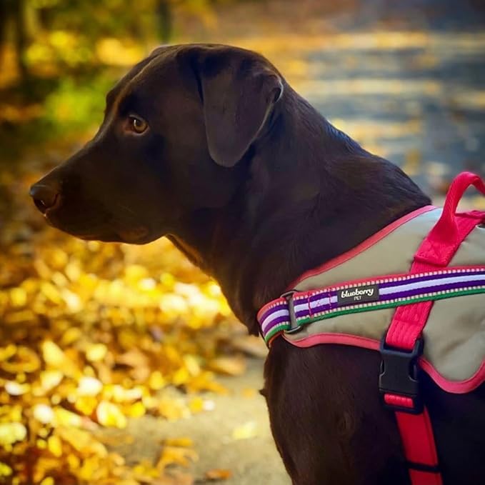 Blueberry Pet Pink Dog Harness - Award Winning Medium Sized No Pull Dog Harness with Handle, Reflective Vest for Safety-Conscious Urban & Outdoor Enthusiasts, 3M Night Visibility