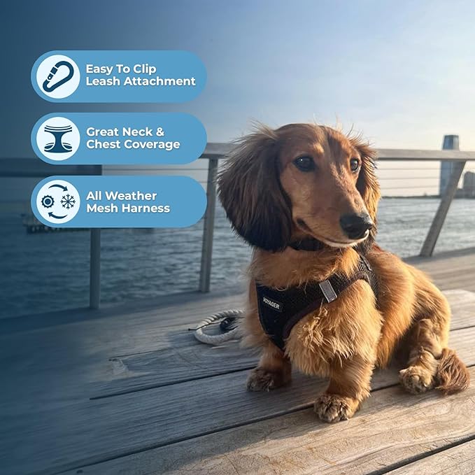 Best Pet Supplies Voyager Step-in Air Harness - All Weather Mesh, Reflective, No Pull Harness for Dogs, Cats - Secure with Hook & Loop Fastener, Buckle, Double D-Rings - Black, L