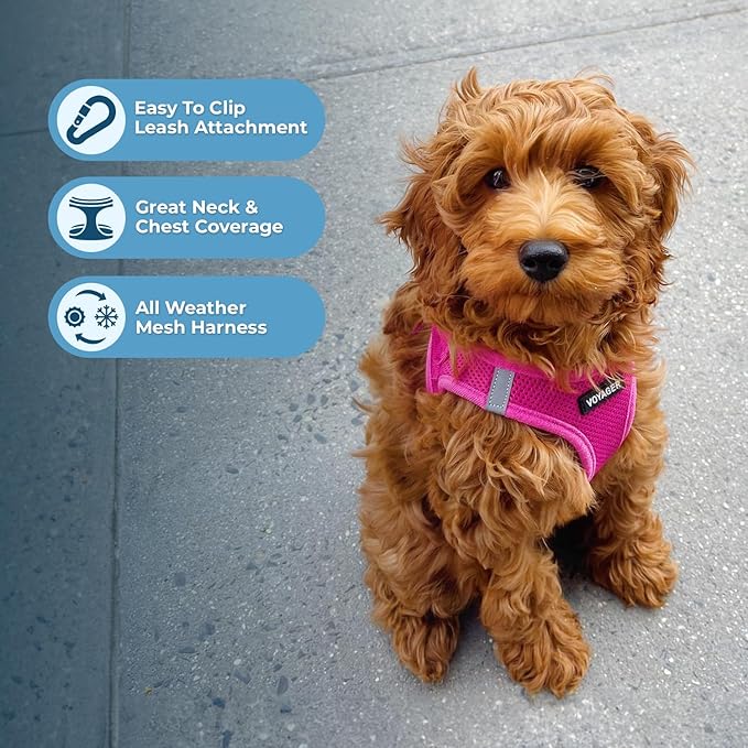 Best Pet Supplies Voyager Step-in Air Harness - All Weather Mesh, Reflective, No Pull Harness for Dogs, Cats - Secure with Hook & Loop Fastener, Buckle, Double D-Rings - Fuchsia, XXXS
