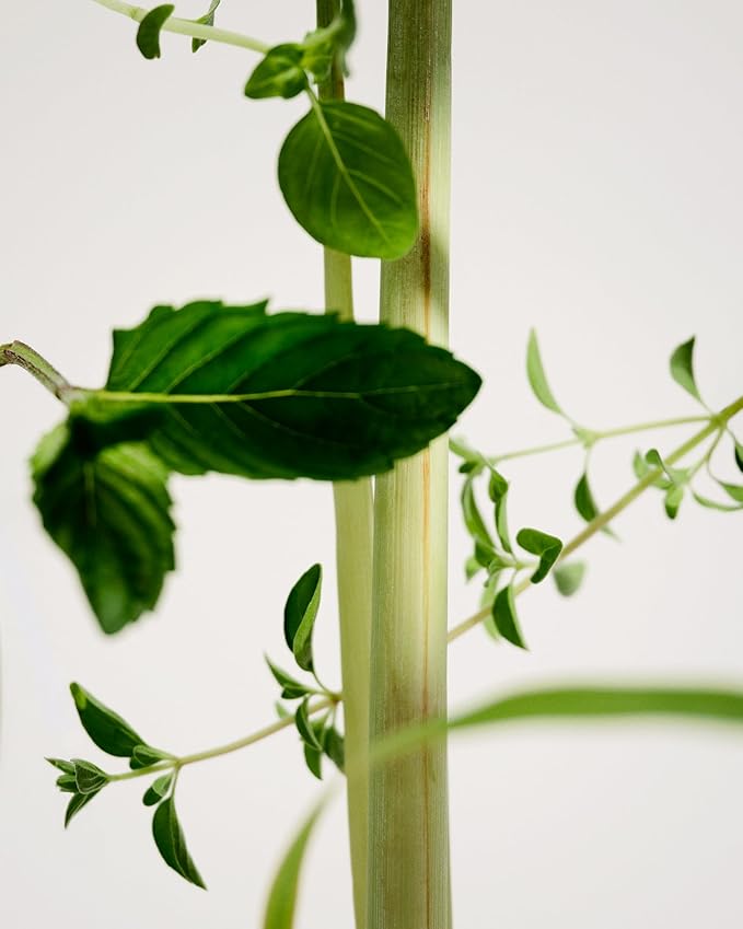 Maison Louis Marie - No.01 Scalpay Soy Wax Candle | Luxury Fragrances for a Modern World (8.5 oz | 240 g)