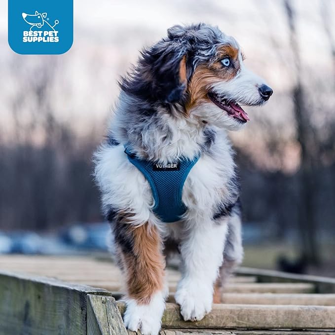 Best Pet Supplies Voyager Step-in Air Harness - All Weather Mesh, Reflective, No Pull Harness for Dogs, Cats - Secure with Hook & Loop Fastener, Buckle, Double D-Rings - Blue, S