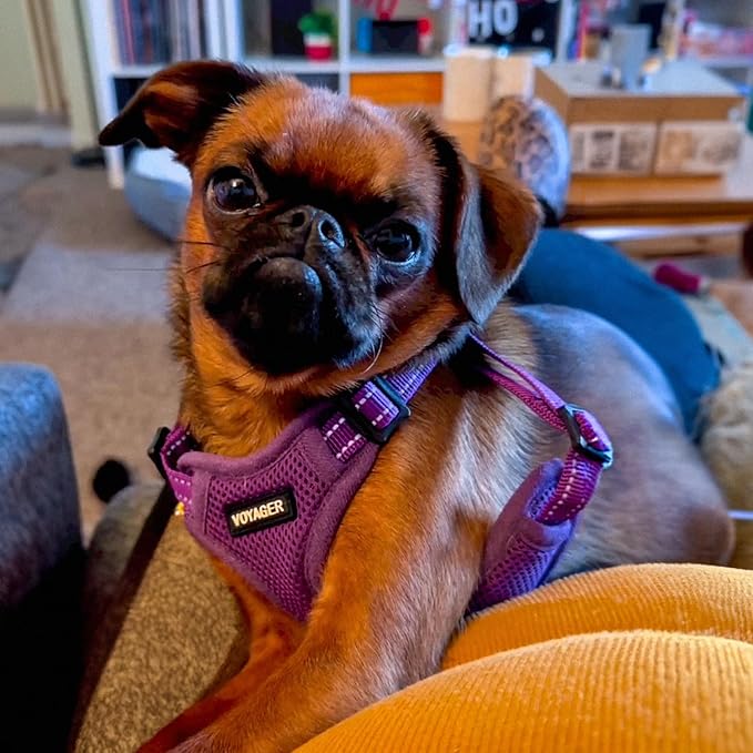 Best Pet Supplies Voyager Adjustable Dog Harness Leash Set with Reflective Stripes for Walking Heavy-Duty Full Body No Pull Vest with Leash D-Ring, Breathable All-Weather - Purple, XL