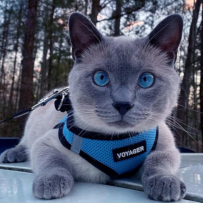 Best Pet Supplies Voyager Step-in Air Harness - All Weather Mesh, Reflective, No Pull Harness for Dogs, Cats - Secure with Hook & Loop Fastener, Buckle, Double D-Rings - Baby Blue/Black Trim, XS