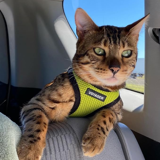 Best Pet Supplies Voyager Step-in Air Harness - All Weather Mesh, Reflective, No Pull Harness for Dogs, Cats - Secure with Hook & Loop Fastener, Buckle, Double D-Rings - Lime Green/Black Trim, M