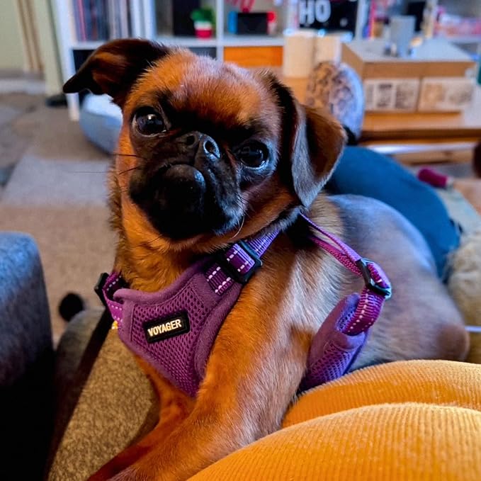 Best Pet Supplies Voyager Adjustable Dog Vest Harness Breathable No Pull Harness for Small, Medium, Large Dogs, Harness for Walking, Jogging, Easy Step-in, Reflective Stripes - Purple, S