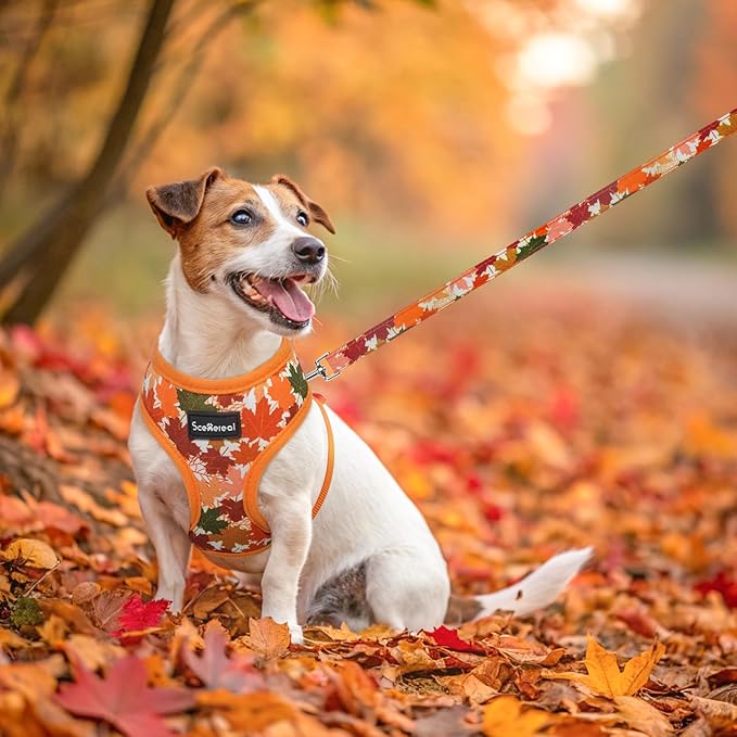 SCENEREAL Fall Dog Harness Collar and Leash Set for Small Dogs, Orange Leaf No Pull Dog Harnesses, Adjustable Step in Pet Vest for Doggie Puppy Cats Walking Outdoor, Chihuahua Yorkie Harness S