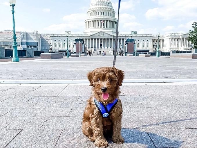 Gooby Comfort X Head in Harness - Blue, Large - No Pull Small Dog Harness, Patented Choke-Free X Frame - Perfect on The Go Dog Harness for Medium Dogs No Pull or Small Dogs for Indoor and Outdoor Use