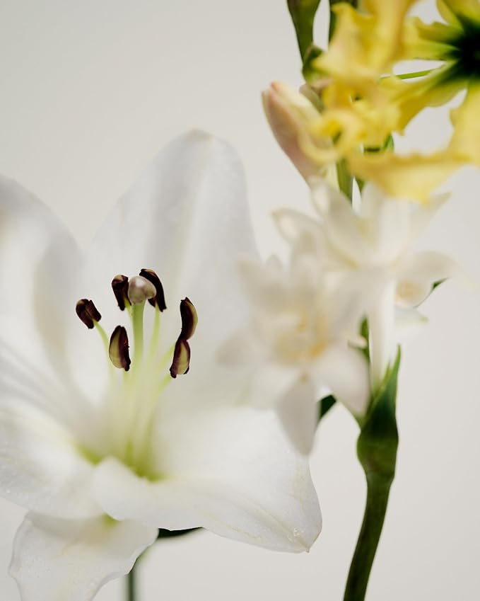 Maison Louis Marie - No.05 Kandilli Soy Wax Candle | Luxury Fragrances for a Modern World (8.5 oz | 240 g)