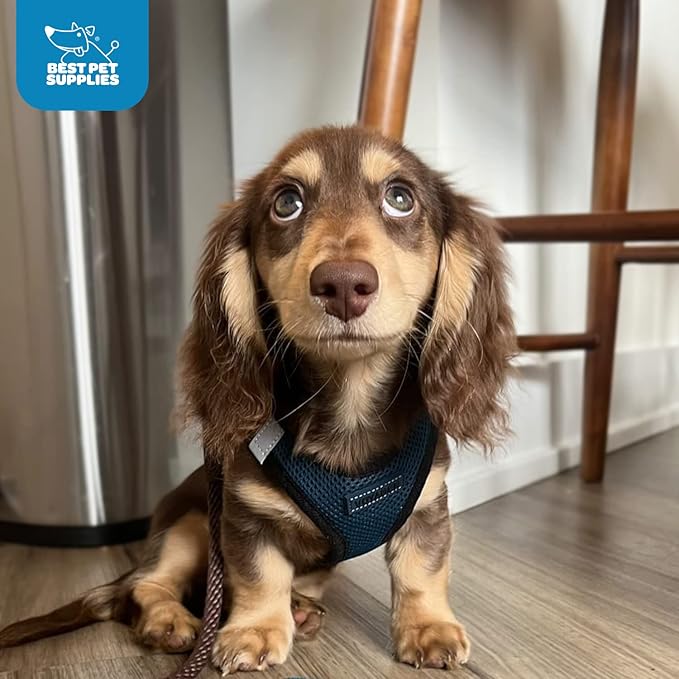 Best Pet Supplies Voyager Step-in Air Harness - All Weather Mesh, Reflective, No Pull Harness for Dogs, Cats - Secure with Hook & Loop Fastener, Buckle, Double D-Rings - Blue/Black Trim, XXXS