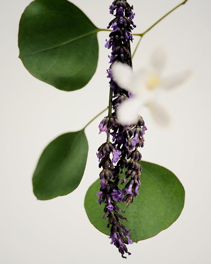 Maison Louis Marie - Antidris Lavender Soy Wax Candle | Luxury Fragrances for a Modern World (8.5 oz | 240 g)