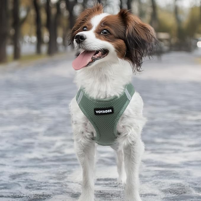 Best Pet Supplies Voyager Step-in Air Harness - All Weather Mesh, Reflective, No Pull Harness for Dogs, Cats - Secure with Hook & Loop Fastener, Buckle, Double D-Rings - Moss Green, S